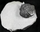 Unusual Crotalocephalus Maurus Trilobite #25736-3